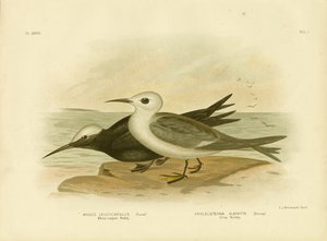 ホワイトキャップノディ、1891年